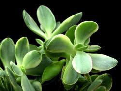 Crassula atropurpurea var muirii (variegata)