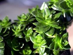 Crassula cv Estagnol