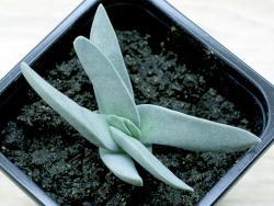 Crassula (Rochea) falcata