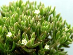 Crassula humbertii