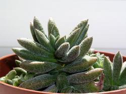 Crassula justus-corderoyi