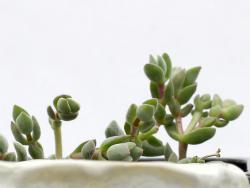 Crassula lanuginosa