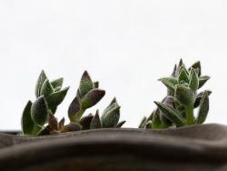 Crassula lanuginosa rubra