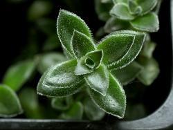 Crassula lanuginosa rubra