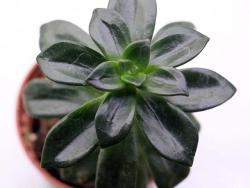 Echeveria compressicaulis