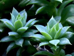 Graptopetalum macdougallii