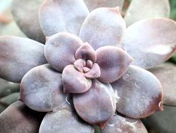 Graptopetalum superbum