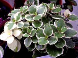 Kalanchoe blossfeldiana variegated