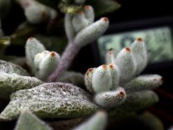 Kalanchoe eriophylla