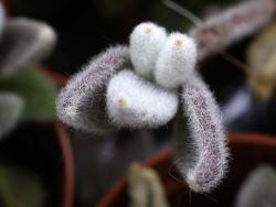 Kalanchoe eriophylla