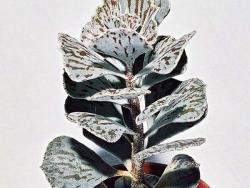 Kalanchoe rhombopilosa