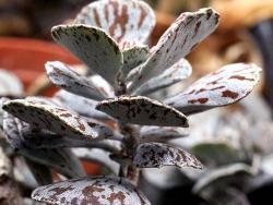 Kalanchoe rhombopilosa