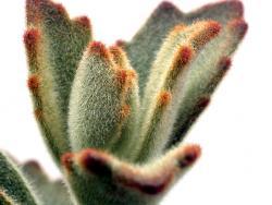 Kalanchoe tomentosa Ginger