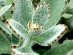 Kalanchoe tomentosa Light