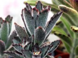 Kalanchoe tomentosa Nigra