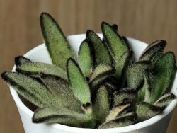 Kalanchoe tomentosa Nigra