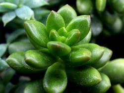 Sedum obesum