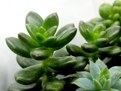 Sedum obesum