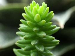 Sedum spirale