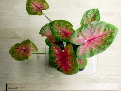 Caladium
