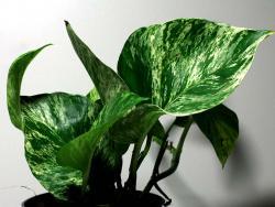 Epipremnum cv Marble Queen