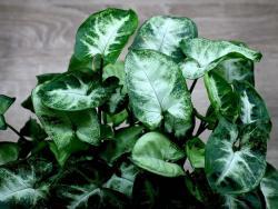 Syngonium cv Pixie