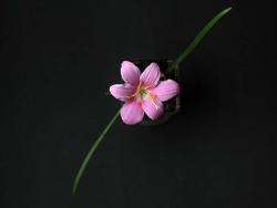 Zephyranthes grandiflora