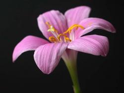 Zephyranthes grandiflora