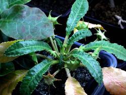 Dorstenia crispa