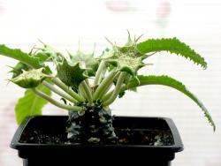 Dorstenia crispa
