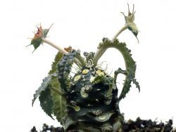 Dorstenia crispa