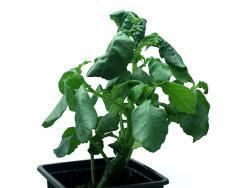 Dorstenia hildebrandtii