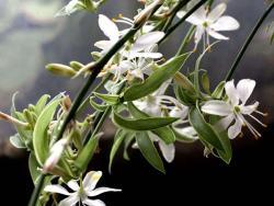 Chlorophytum comosum (margin variegatum)