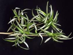 Chlorophytum comosum (medium variegatum)