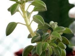 Peperomia asperula