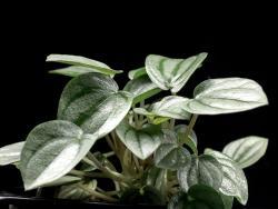 Peperomia cv Napoli Nights