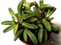 Peperomia graveolens