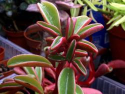 Peperomia graveolens