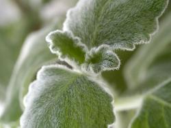 Plectranthus argentatus