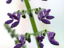 Plectranthus argentatus