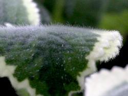 Plectranthus 'Cuban Oregano'