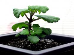 Plectranthus ernstii