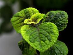 Plectranthus cv Lime Light