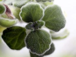 Plectranthus tomentosus