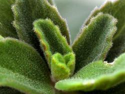 Plectranthus neochilus