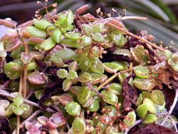 Plectranthus prostratus