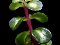 Portulacaria 'Mediopicta' (variegated)