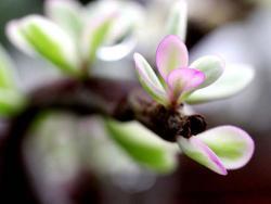 Portulacaria afra (variegated)