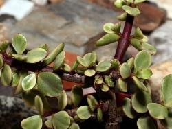 Portulacaria afra (variegated)