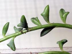 Senecio peregrinus